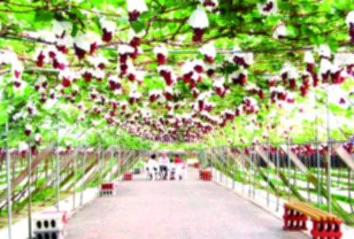 路葡萄酒莊-路葡萄隧道